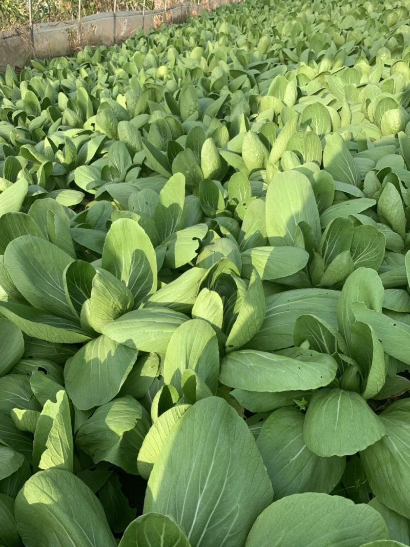 【推荐】移栽大青菜常年有货上海青油菜
