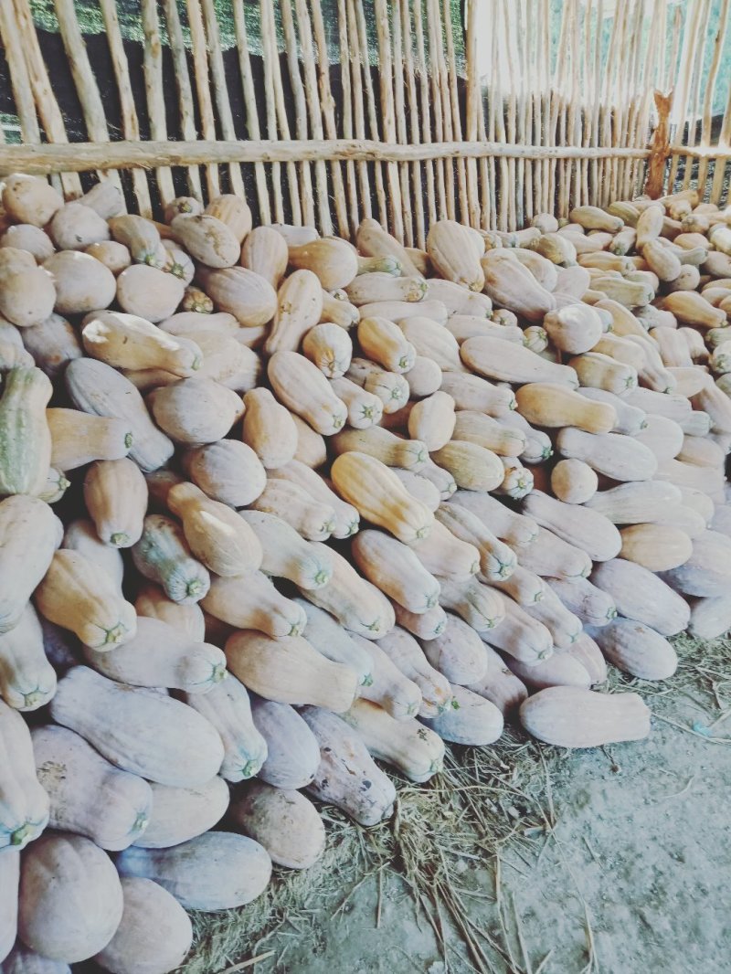 欧冠密本南瓜。高山种植，肉质厚，甜，品相好。
