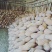 欧冠密本南瓜。高山种植，肉质厚，甜，品相好。