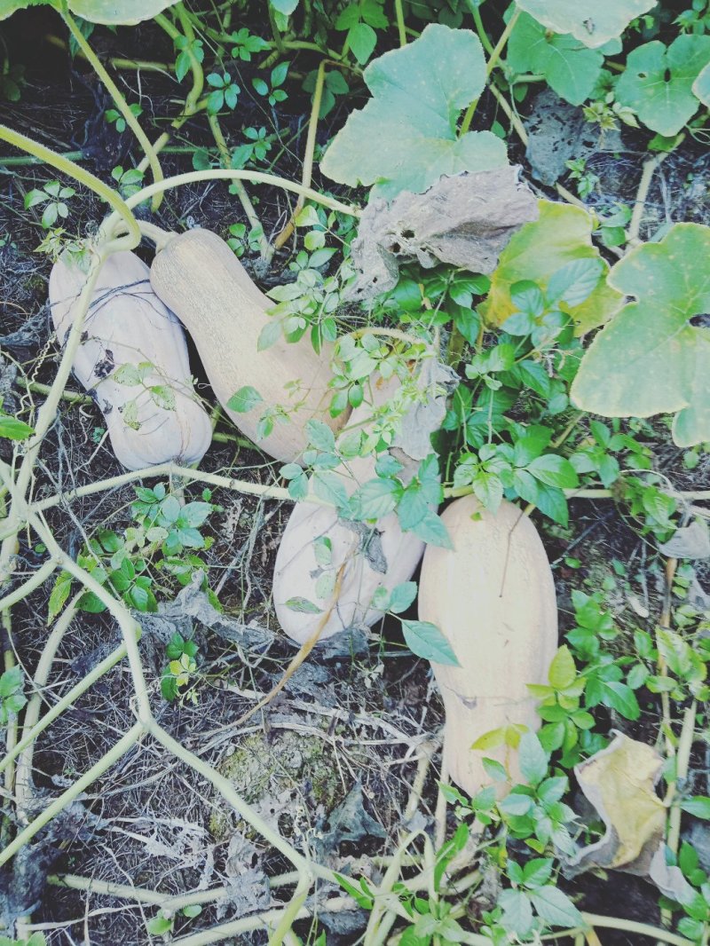 欧冠密本南瓜。高山种植，肉质厚，甜，品相好。