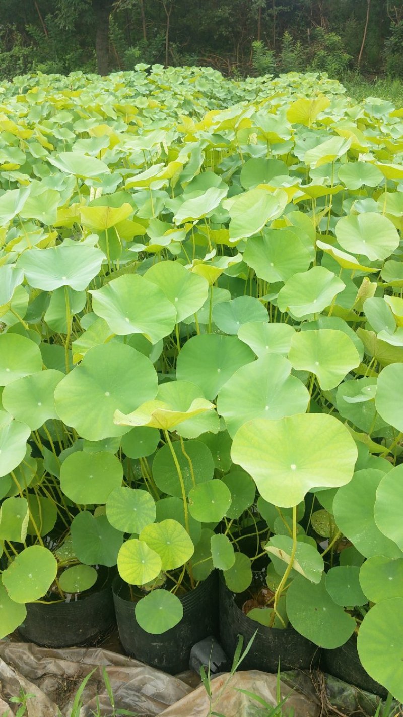 荷花碗莲水生植物常年供应质优价廉