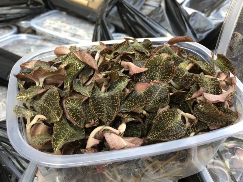 福建金线莲鲜品金线莲鲜品