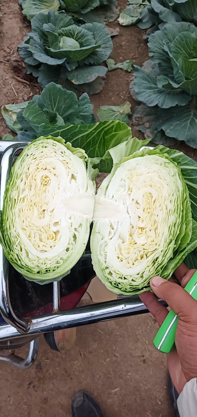 寒将军包菜
