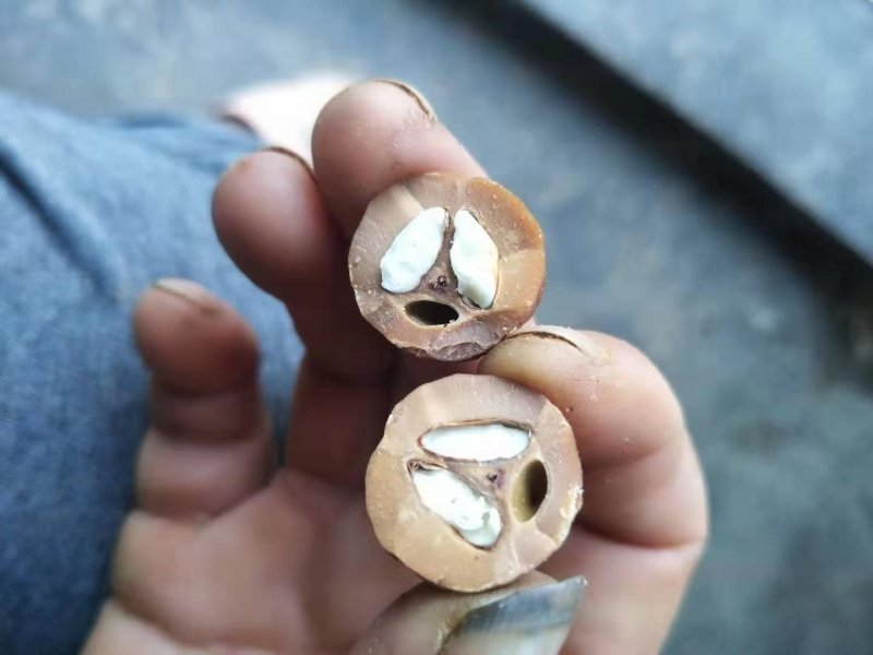黑橄榄核工艺榄核圆靓货一手货源欢迎到实地看货