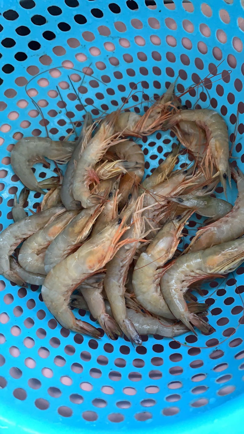 海捕杂虾