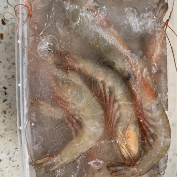 海捕杂虾
