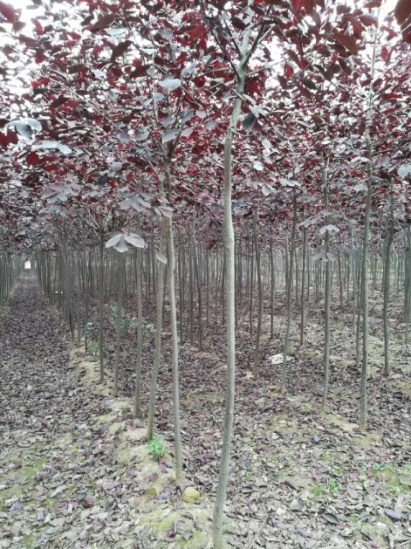 紫叶稠李，优质高杆紫叶稠李，基地直供，欢迎进店联系