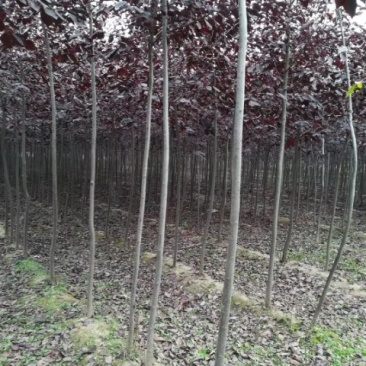紫叶稠李，优质高杆紫叶稠李，基地直供，欢迎进店联系