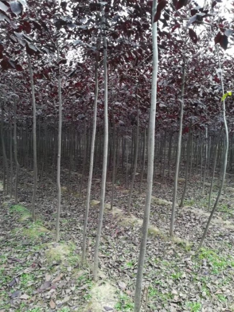 紫叶稠李，优质高杆紫叶稠李，基地直供，欢迎进店联系