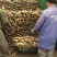 优质莲藕，自产自销莲藕3735产地批发大量供货