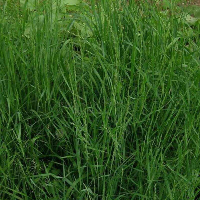 无芒雀麦种子披碱草碱茅草紫羊茅四季种养牛红豆草碱草羊草种