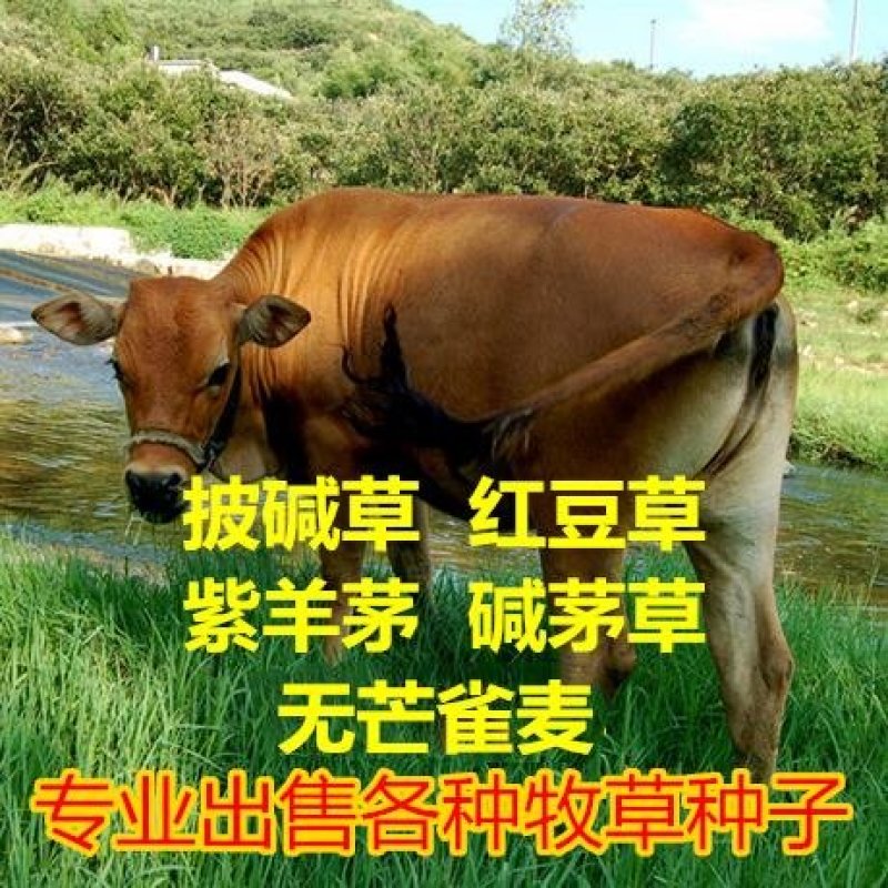 无芒雀麦种子披碱草碱茅草紫羊茅四季种养牛红豆草碱草羊草种