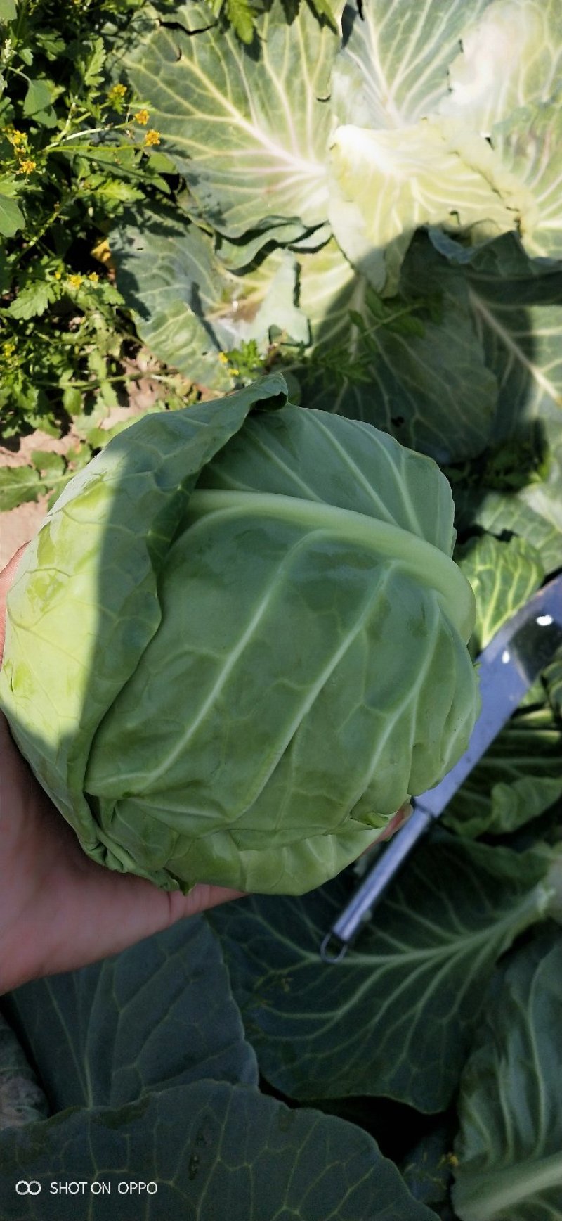 大棚甘蓝甘蓝便宜啦