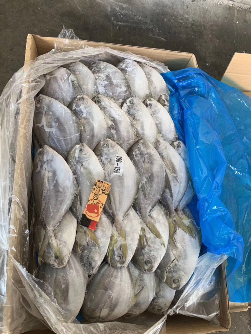 南美鲳