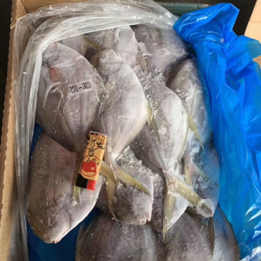 南美鲳