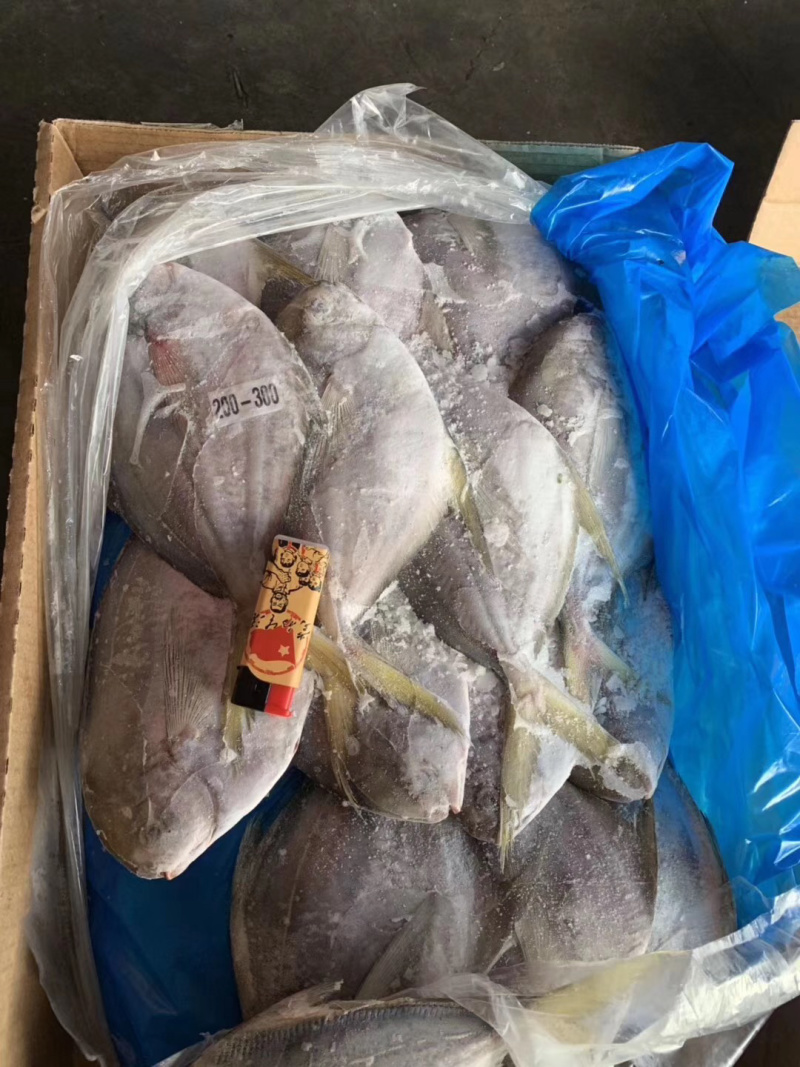 南美鲳