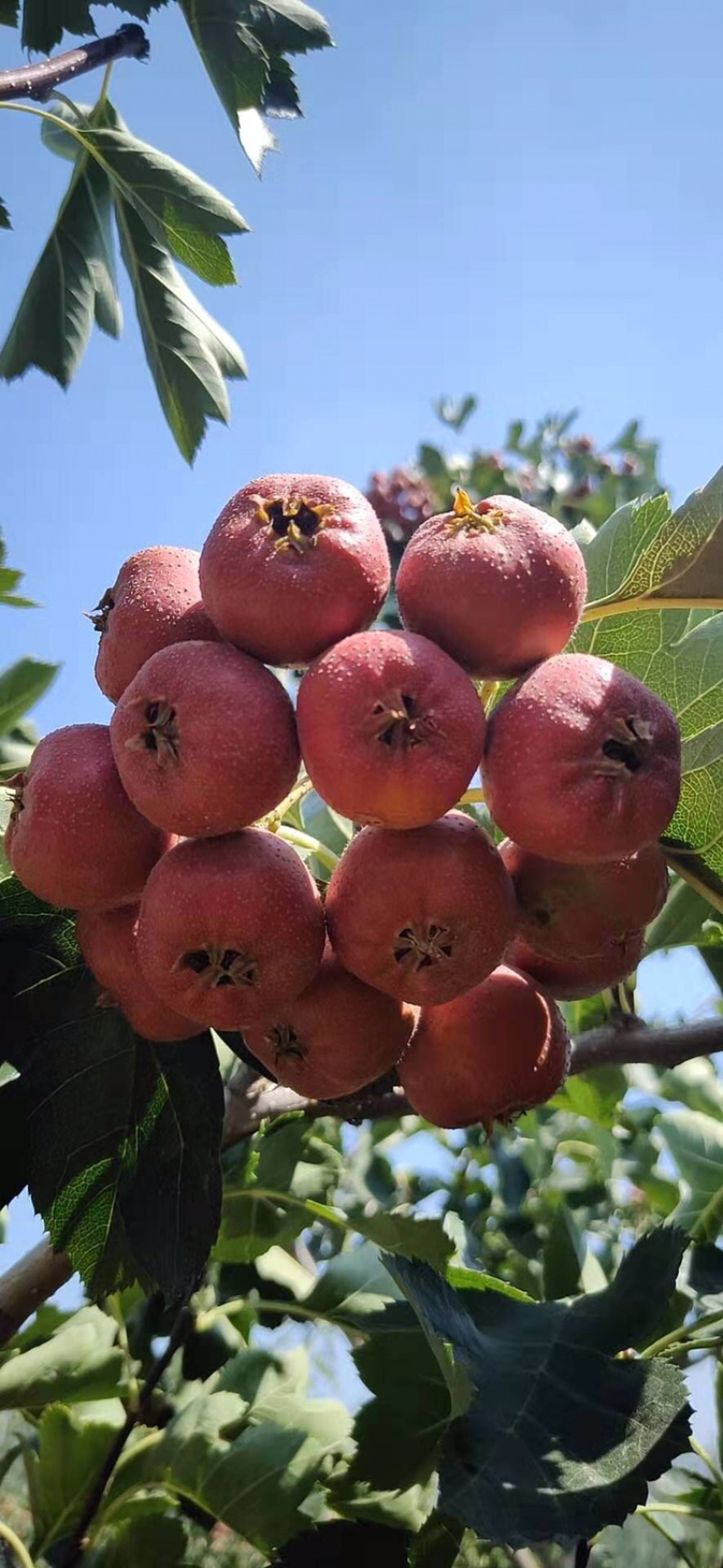 【有好货】山楂干片产新货源直销无硫熏可食用标准