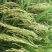 1068优质香米