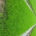1068优质香米