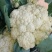 河南开封通许白面青梗松花菜，量大从优，价格美丽，万亩基地