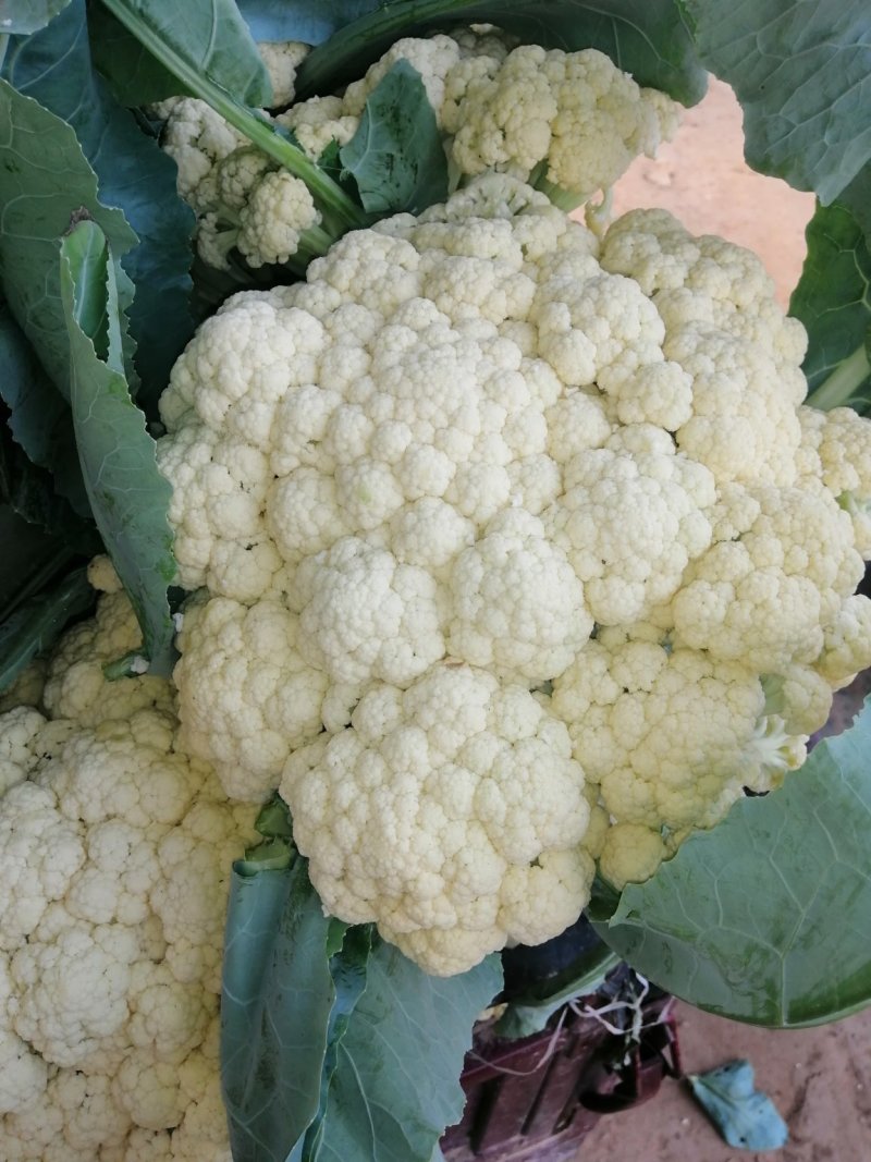 河南开封通许白面青梗松花菜，量大从优，价格美丽，万亩基地