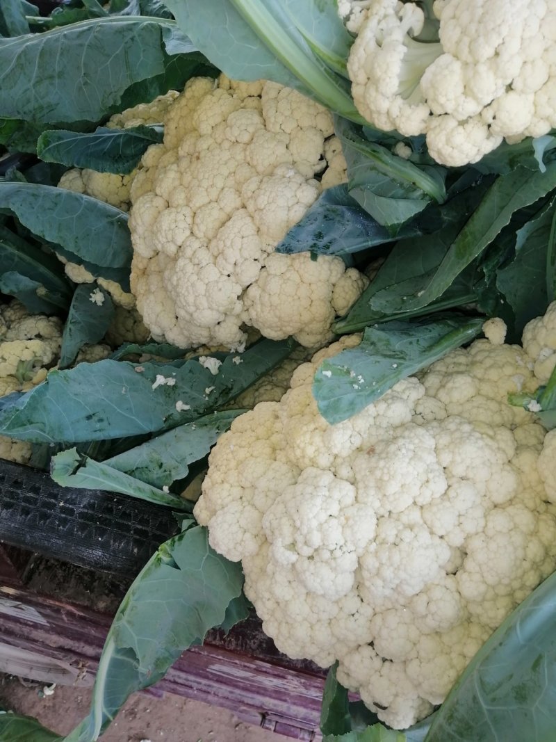 河南开封通许白面青梗松花菜，量大从优，价格美丽，万亩基地