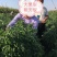 泰悦大果朝天椒种子辣椒种子颜色好耐湿热