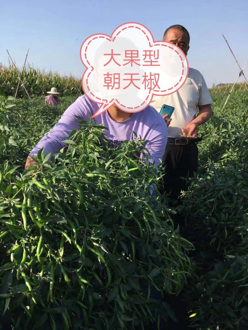 泰悦大果朝天椒种子辣椒种子颜色好耐湿热