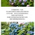 无尽夏绣球重瓣绣球八仙花夏天花卉林下花卉多年生花卉