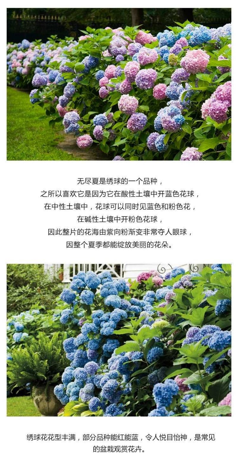 无尽夏绣球重瓣绣球八仙花夏天花卉林下花卉多年生花卉