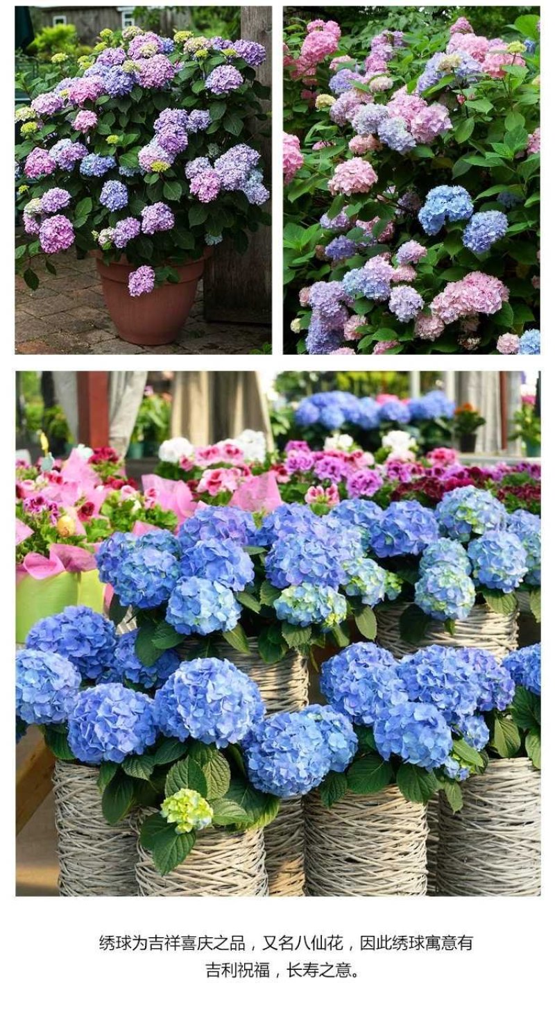 无尽夏绣球重瓣绣球八仙花夏天花卉林下花卉多年生花卉