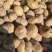 精品土豆陇七土豆量大从优质量保证量大从优欢迎咨询
