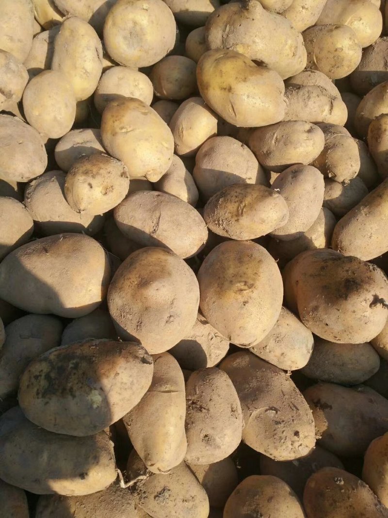 精品土豆陇七土豆量大从优质量保证量大从优欢迎咨询