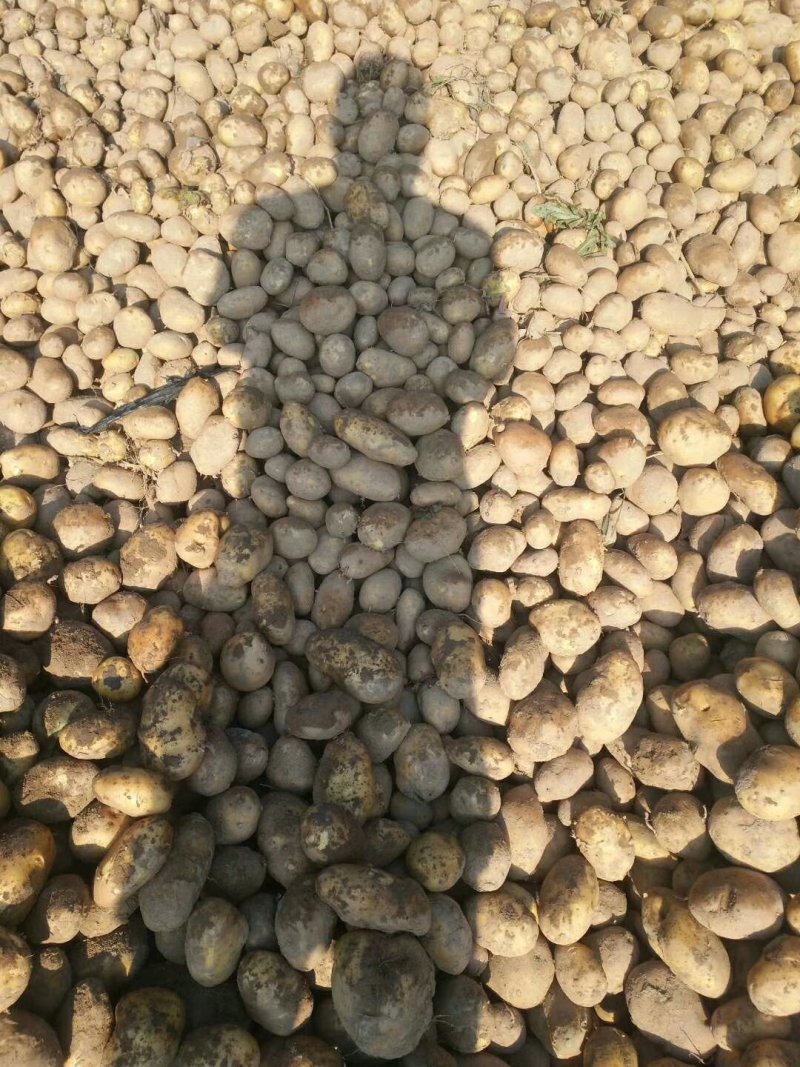 精品土豆陇七土豆量大从优质量保证量大从优欢迎咨询