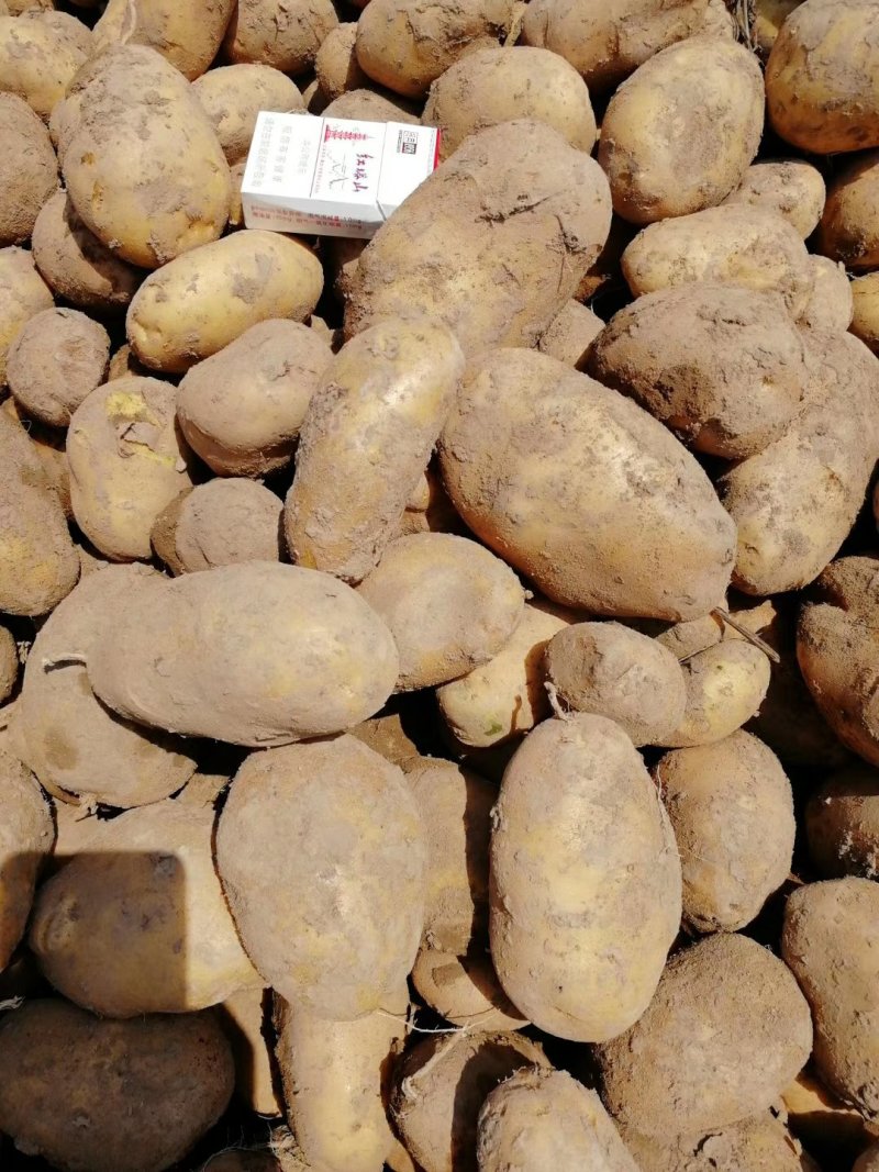 精品土豆陇七土豆量大从优质量保证量大从优欢迎咨询