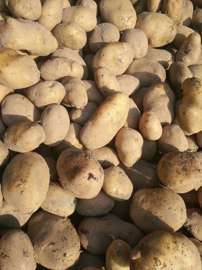 精品土豆陇七土豆量大从优质量保证量大从优欢迎咨询