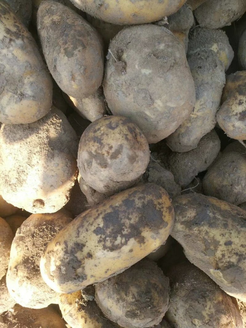 精品土豆陇七土豆量大从优质量保证量大从优欢迎咨询