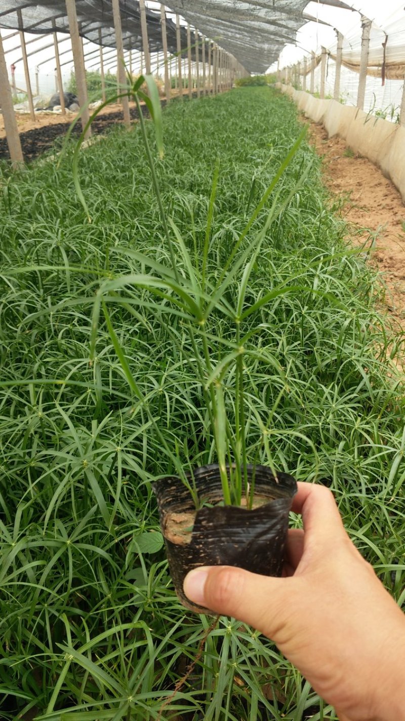 芦苇再力花旱伞草大量有货品种齐全