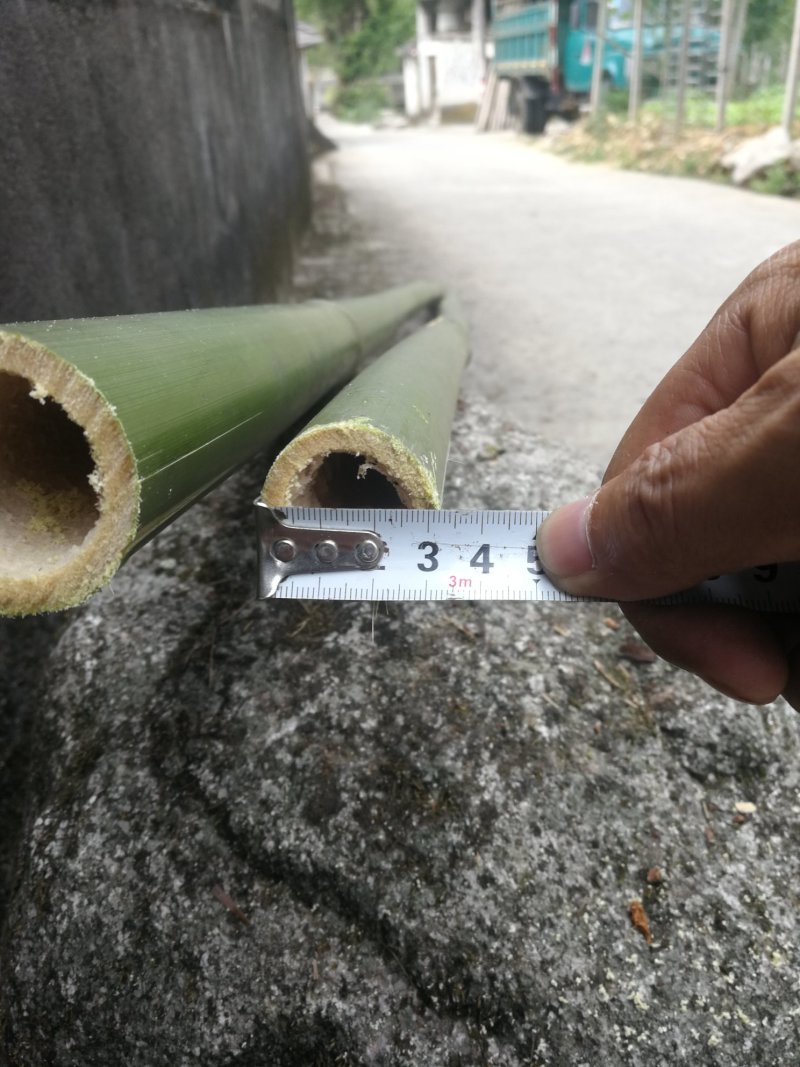 黄毛竹