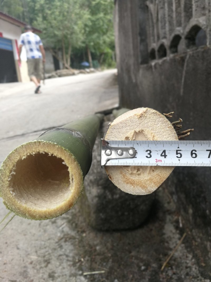 黄毛竹