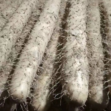 白玉山药