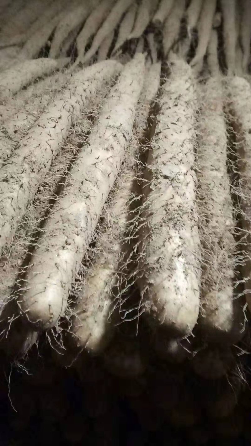 白玉山药