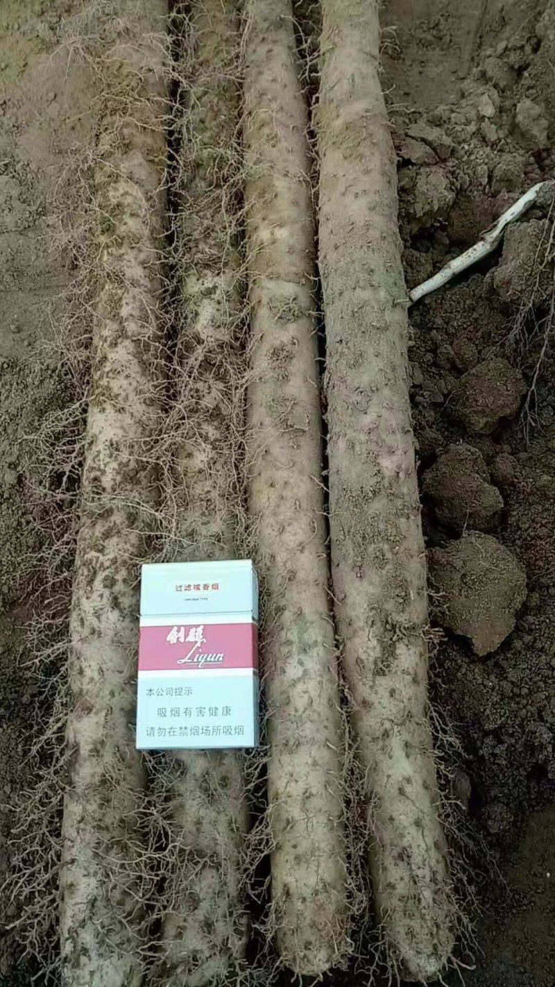 白玉山药