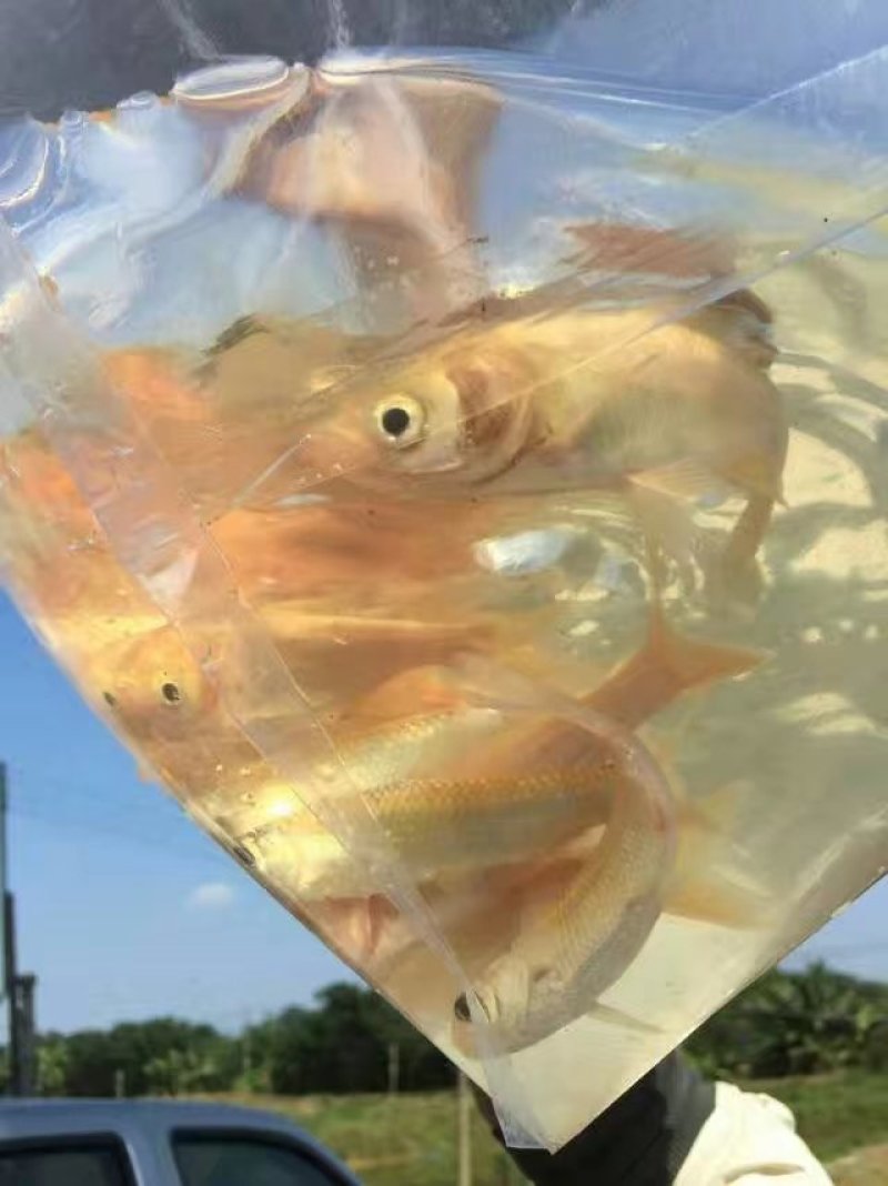 金鳙鱼苗