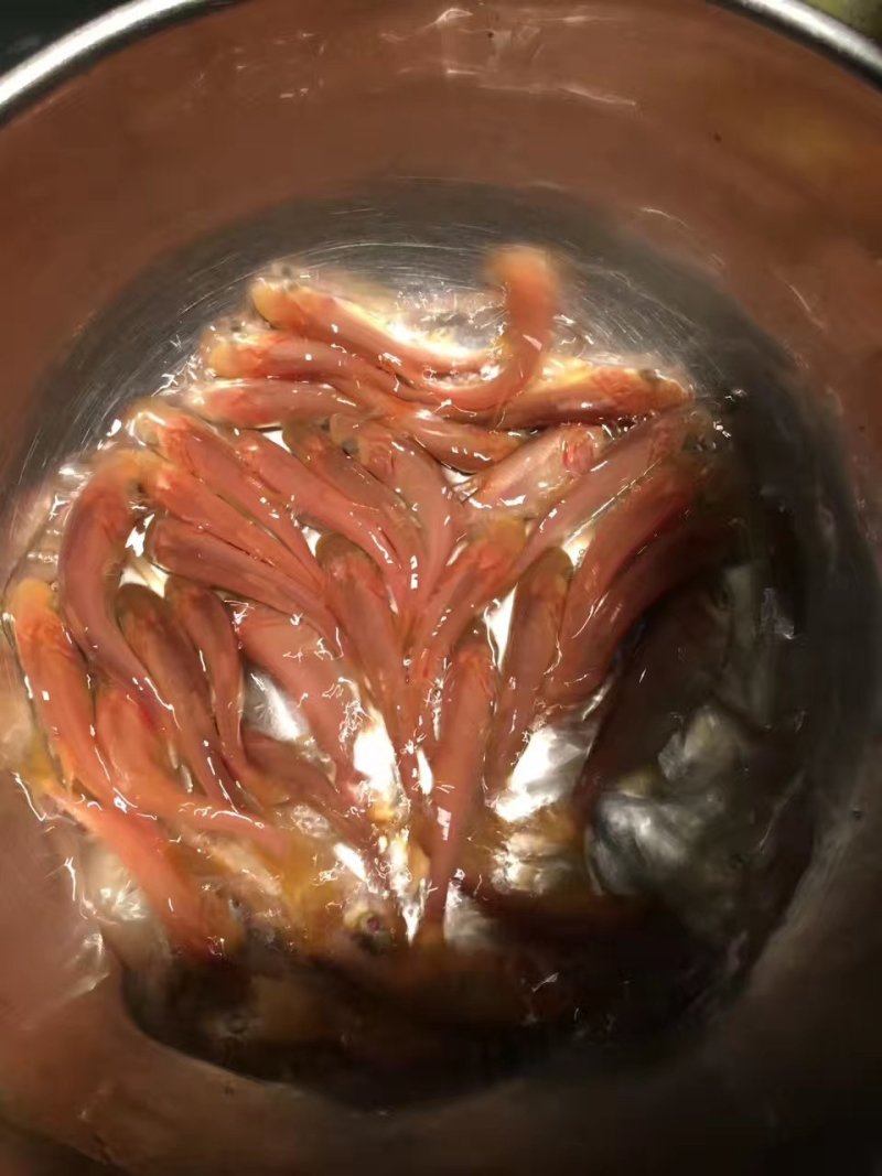 金鳙鱼苗
