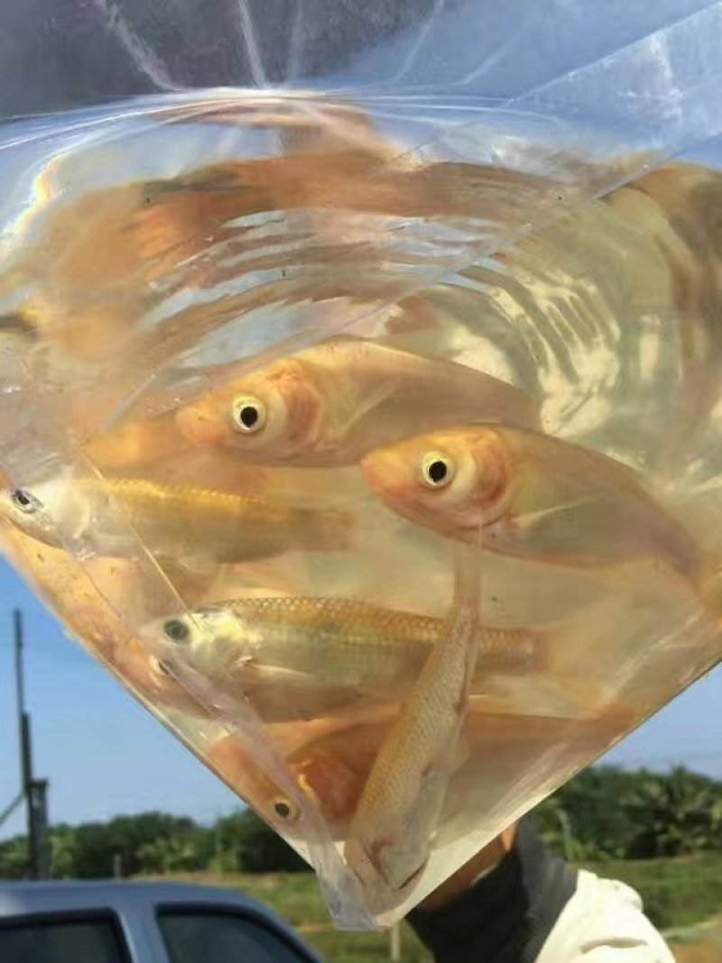 金鳙鱼苗