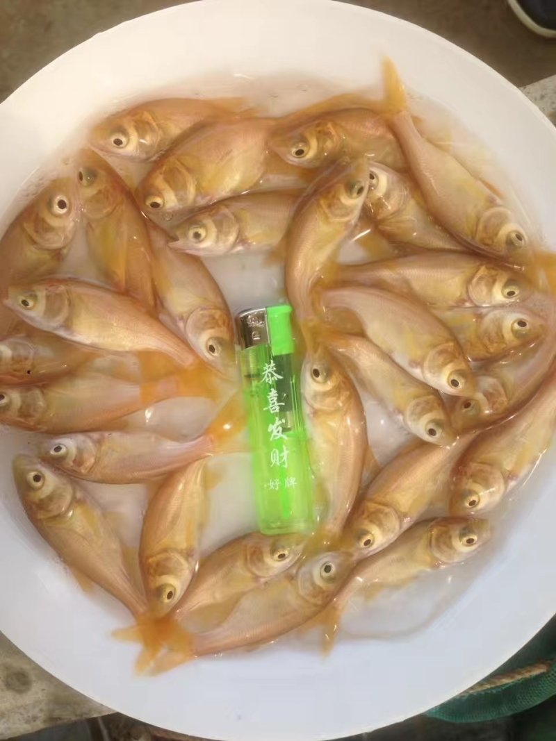 金鳙鱼苗