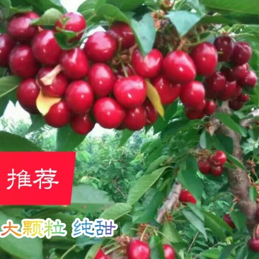 车厘子苗大颗粒南北方适种