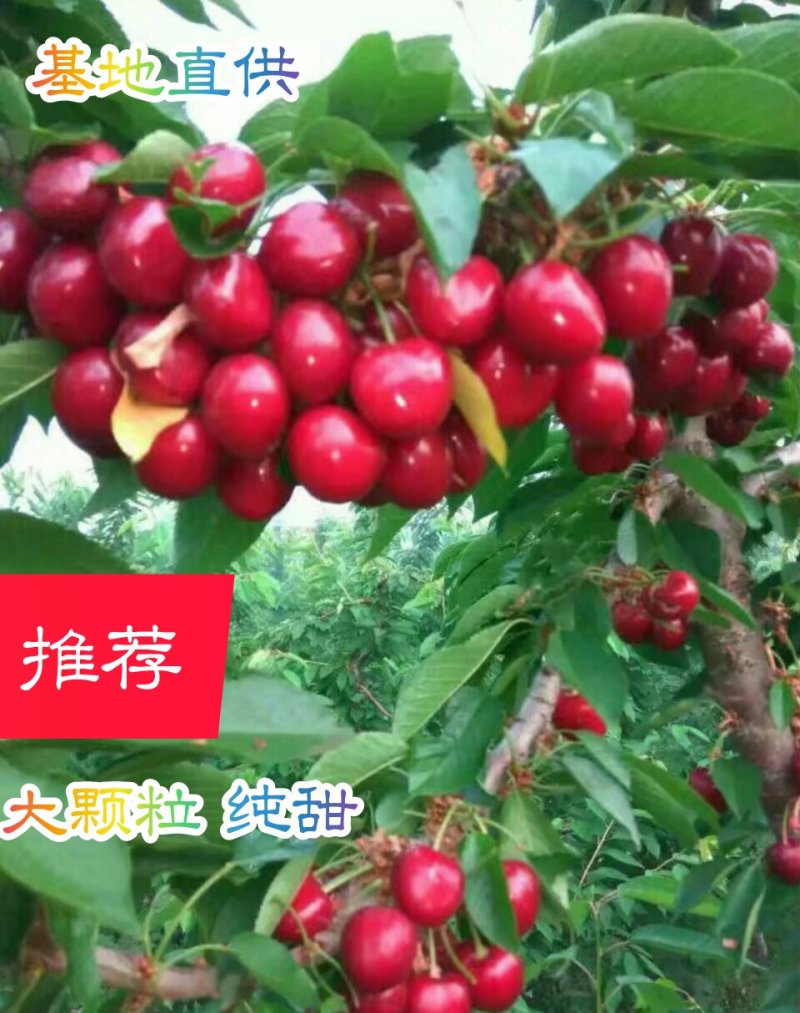车厘子苗大颗粒南北方适种