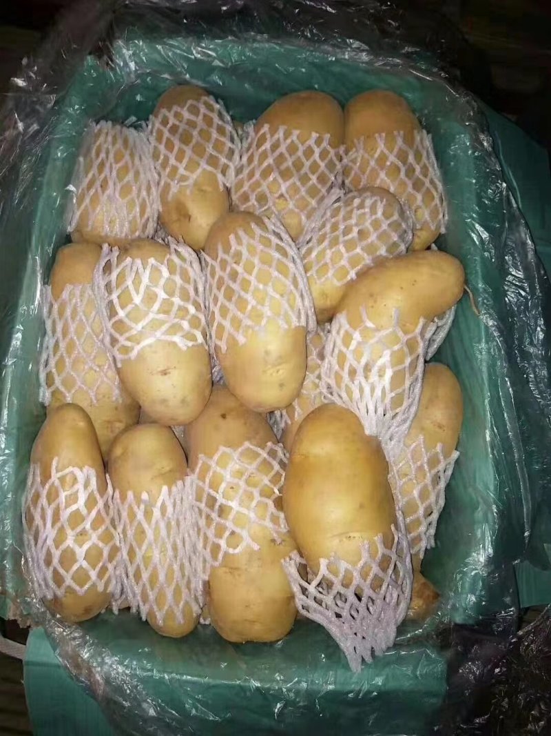 荷兰十五土豆通货三两以上